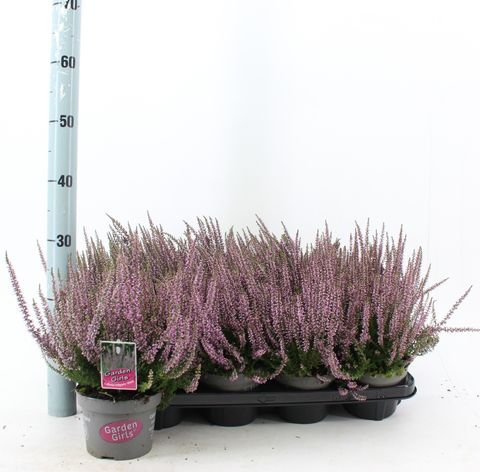 Calluna vulgaris GARDEN GIRLS HILDA