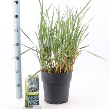 Leymus arenarius 'Blue Dune'