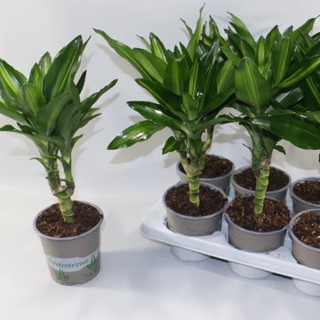 Dracaena fragrans CINTHO