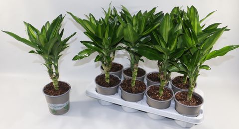 Dracaena fragrans CINTHO