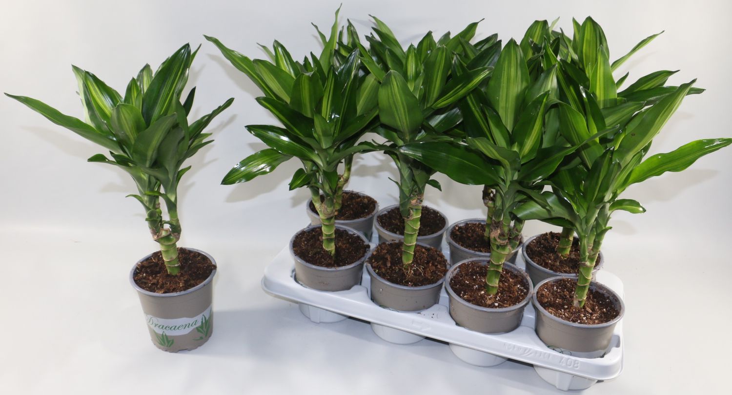 Dracaena fragrans CINTHO  Plant Wholesale FlorAccess