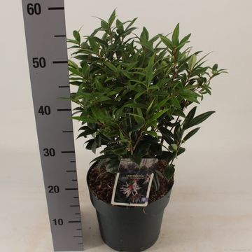 Sarcococca hookeriana WINTER GEM