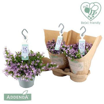 Campanula poscharskyana ADANSA PINK