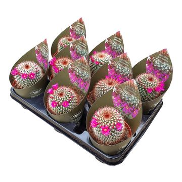 Mammillaria spinosissima