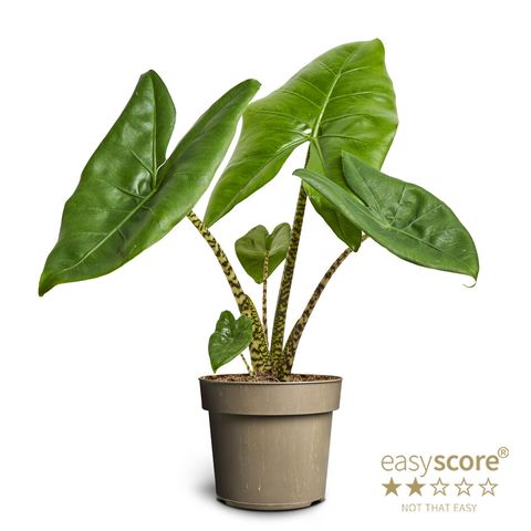 Alocasia LITTLE ZEBRINA