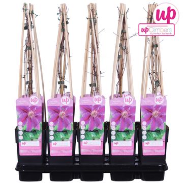 Clematis 'Dr Ruppel' (EL)