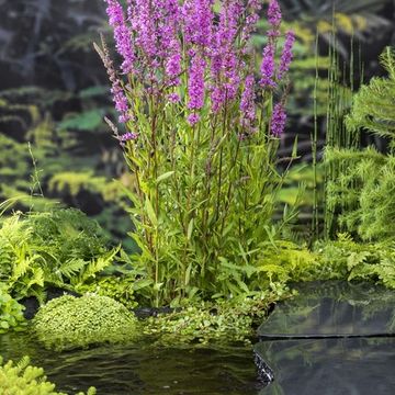 Lythrum salicaria