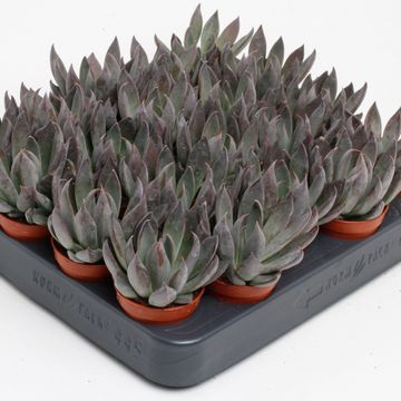 Echeveria 'Joost'
