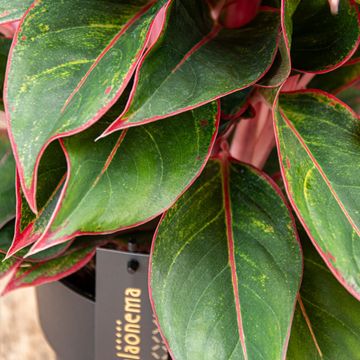 Aglaonema 'Jungle Red'