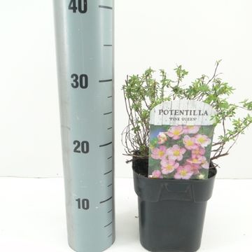 Potentilla fruticosa 'Pink Queen'