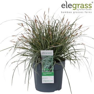 Carex oshimensis EVERCOLOR EVEREST