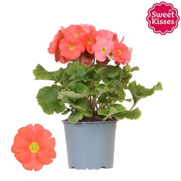 Primula obconica SWEET KISSES AMORE DARK ORANGE