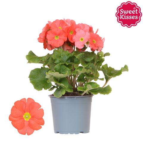 Primula obconica SWEET KISSES AMORE DARK ORANGE