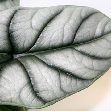 Alocasie 'Silver Dragon'