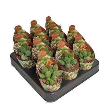 Adromischus marianae herrei