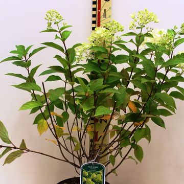 Hydrangea paniculata 'Limelight'