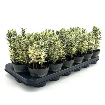 Euonymus japonicus 'White Spire'