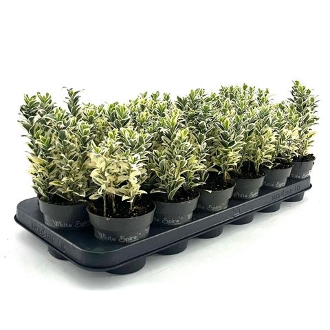 Euonymus japonicus 'White Spire'