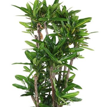 Codiaeum variegatum 'Sunny Star'