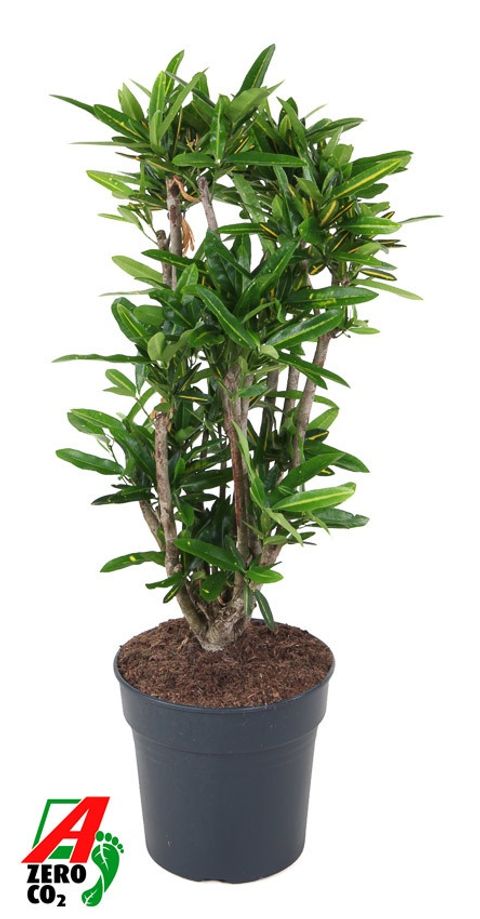 Codiaeum variegatum 'Sunny Star'