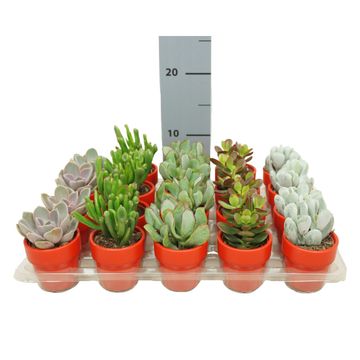 Succulente MIX