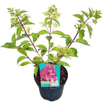 Hydrangea paniculata PETITE LANTERN