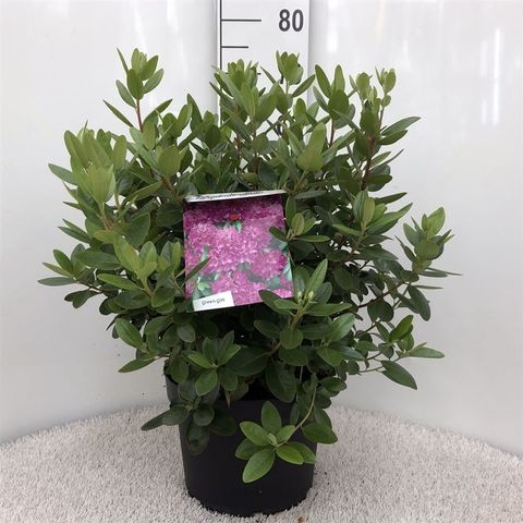 Rhododendron 'P.J. Mezitt'