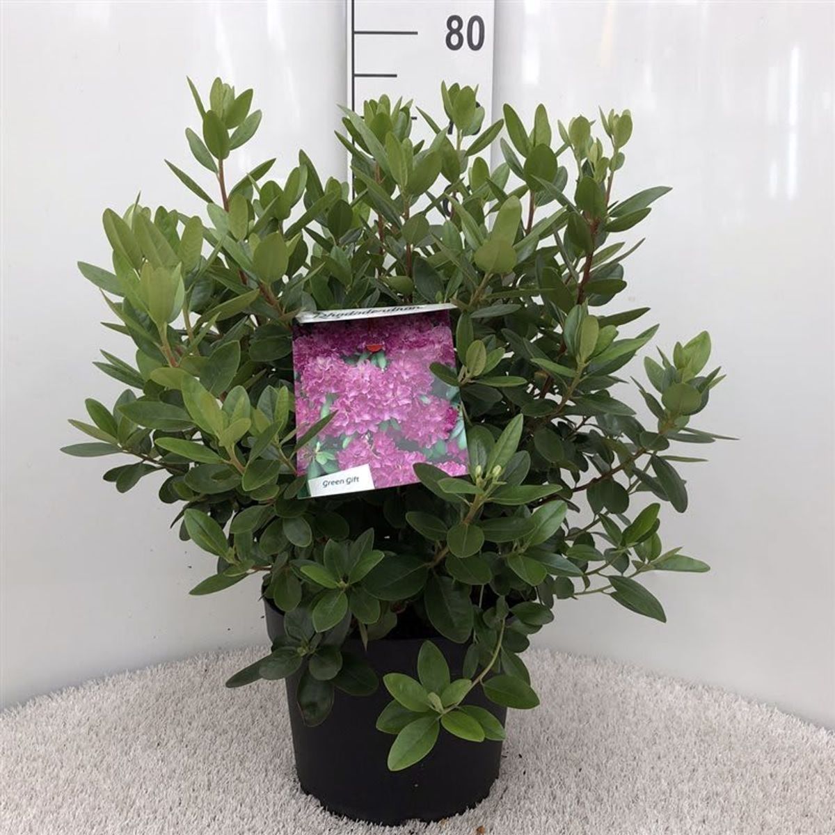 Rhododendron 'P.J. Mezitt'  Plant Wholesale FlorAccess