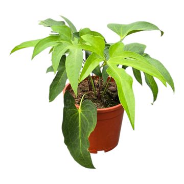 Anthurium podophyllum