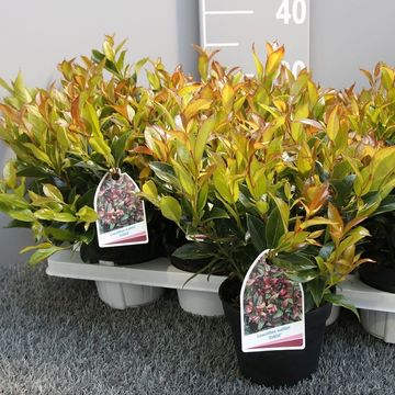 Leucothoe 'Zeblid'