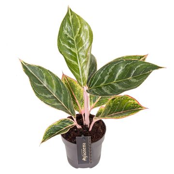 Aglaonema 'Jungle Shadows'