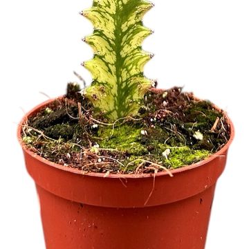 Euphorbia lactea 'Variegata'