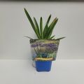Agapanthus 'Sunfield'