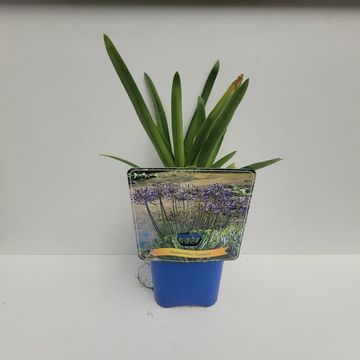 Agapanthus 'Sunfield'