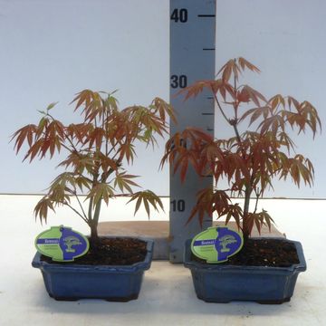 Acer palmatum 'Atropurpureum'