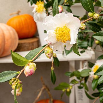 Camellia sasanqua 'White Premium'