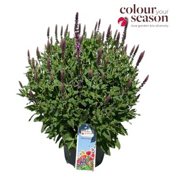 Salvia x sylvestris 'Rose Marvel'