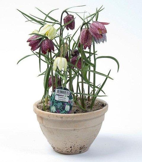 Fritillaria meleagris MIX IN POT