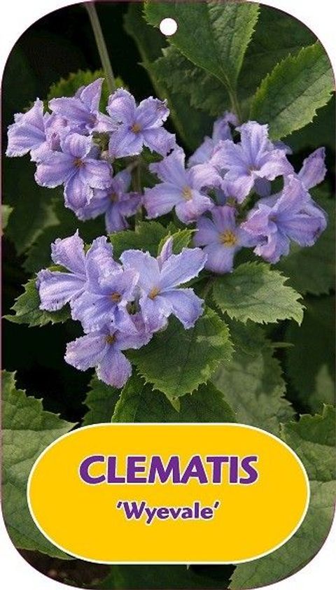 Clematis 'Wyevale' (H)