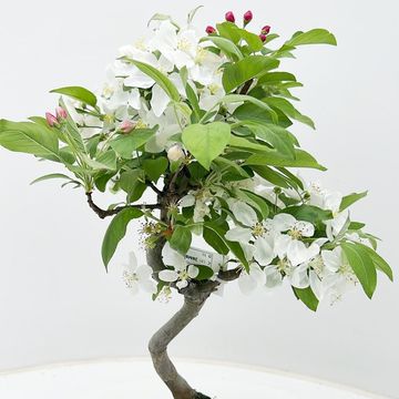 Malus halliana