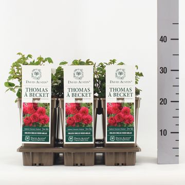 Rosa THOMAS A BECKET