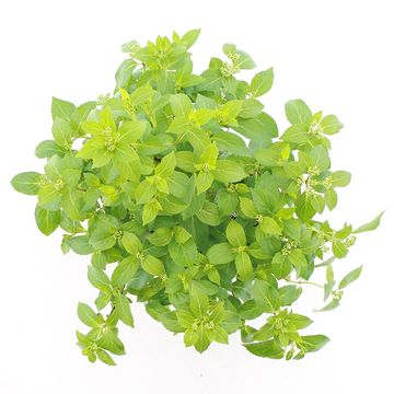 Hydrangea RUNAWAY BRIDE