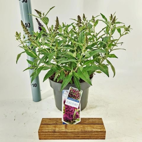 Buddleja davidii BUTTERFLY CANDY LITTLE BLACKBERRY