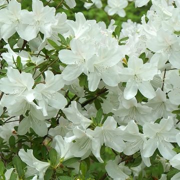 Rhododendron 'Hisako'