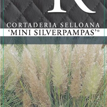 Cortaderia selloana MINISILVERPAMPAS