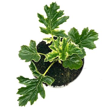 Acanthus 'Whitewater'