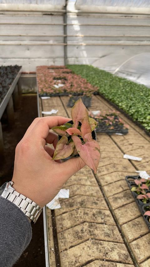 Syngonium podophyllum 'Pink Allusion'