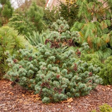 Pinus parviflora 'Negishi'