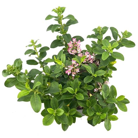 Escallonia laevis PINK ELLE