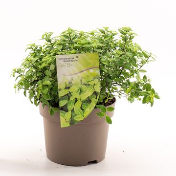 Pittosporum tenuifolium 'Golf Ball'